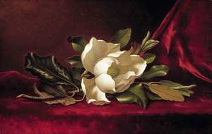 Martin Johnson Heade, Magnolia on Red Velvet, Painting on canvas