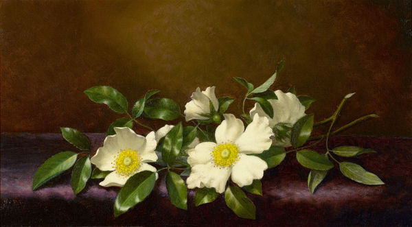 The Cherokee Roses  on a Purple Cloth. The painting by Martin Johnson Heade