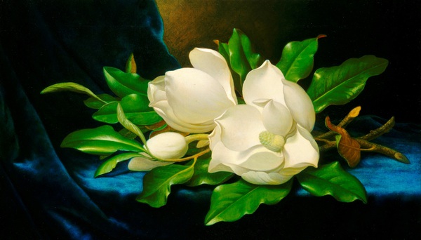 The Giant Magnolias on a Blue Velvet Cloth. The painting by Martin Johnson Heade