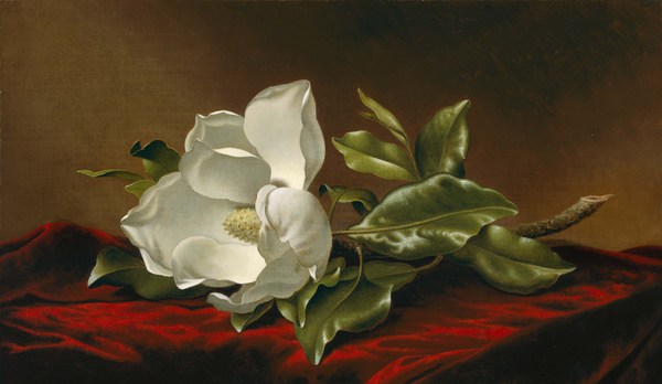 The Magnolia Grandiflora. The painting by Martin Johnson Heade