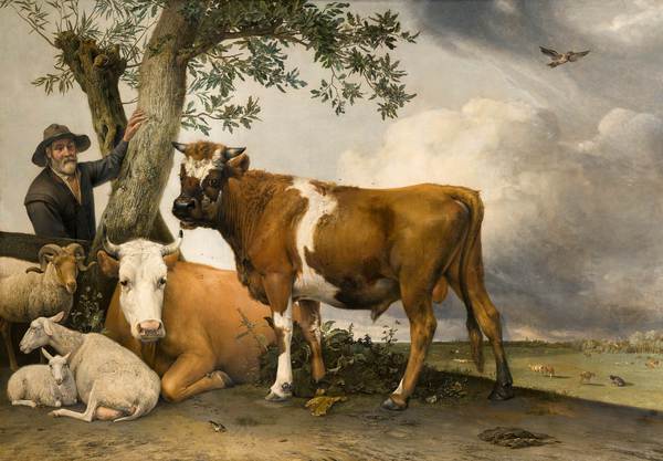 The Young Bull. The painting by Paulus Potter