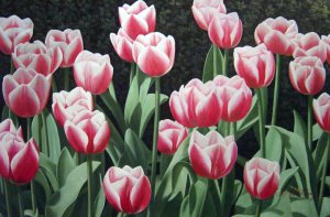 Our Originals, Pink Tulip Garden, Painting on canvas