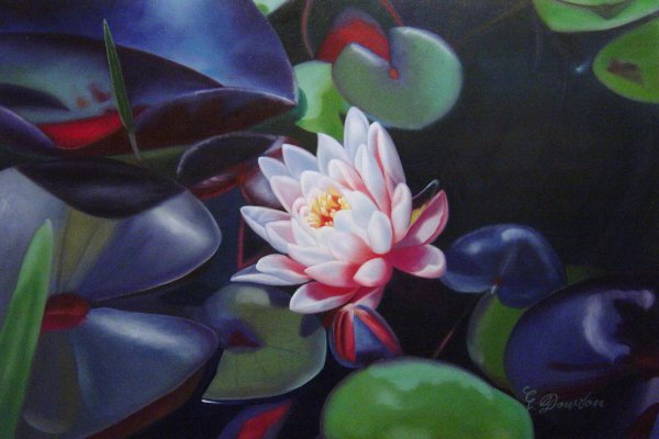 The Beautiful Waterlily. The painting by Our Originals