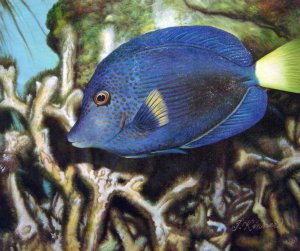 Our Originals, Tropical Fish, Painting on canvas
