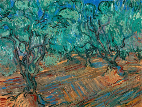 Olive Grove. The painting by Vincent Van Gogh
