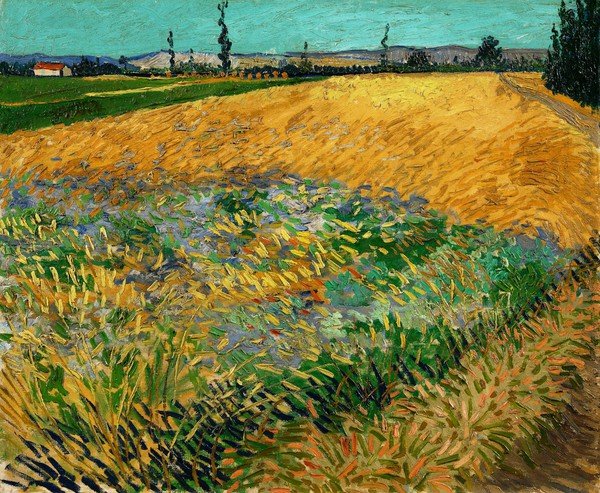 Wheatfield. The painting by Vincent Van Gogh