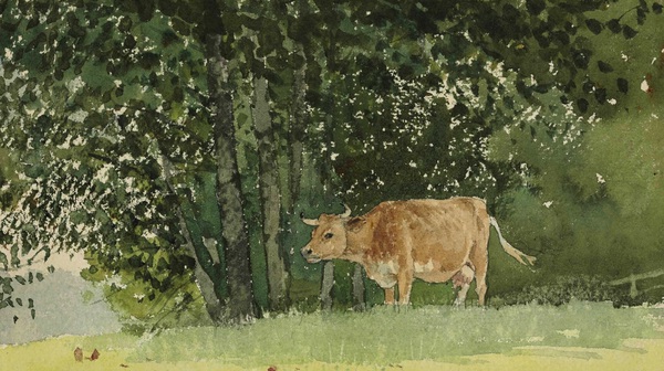 Cow in Pasture. The painting by Winslow Homer