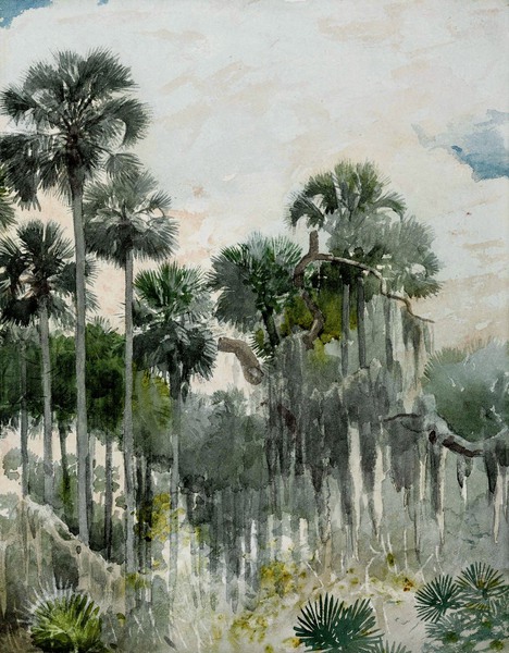 Florida Jungle. The painting by Winslow Homer