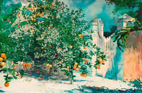 Orange Tree, Nassau also known as Orange Trees and Gate. The painting by Winslow Homer