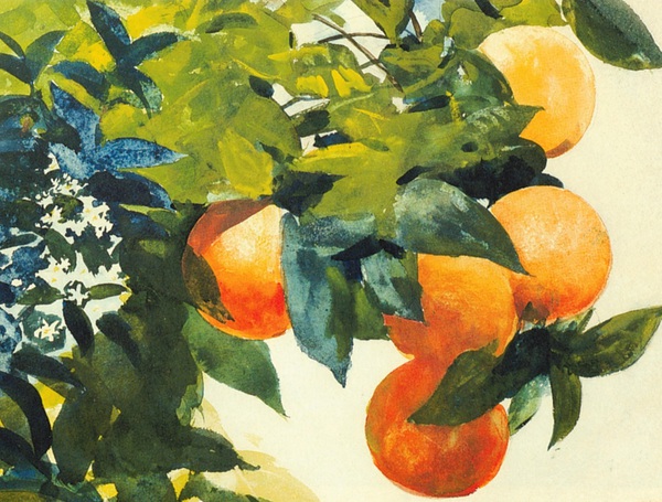 Oranges on a Branch. The painting by Winslow Homer