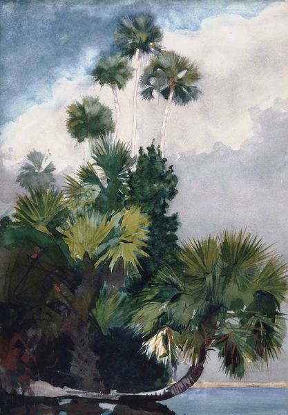 Palm Trees, Florida. The painting by Winslow Homer