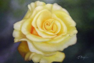 Our Originals, Yellow Rose In All It's Glory, Painting on canvas